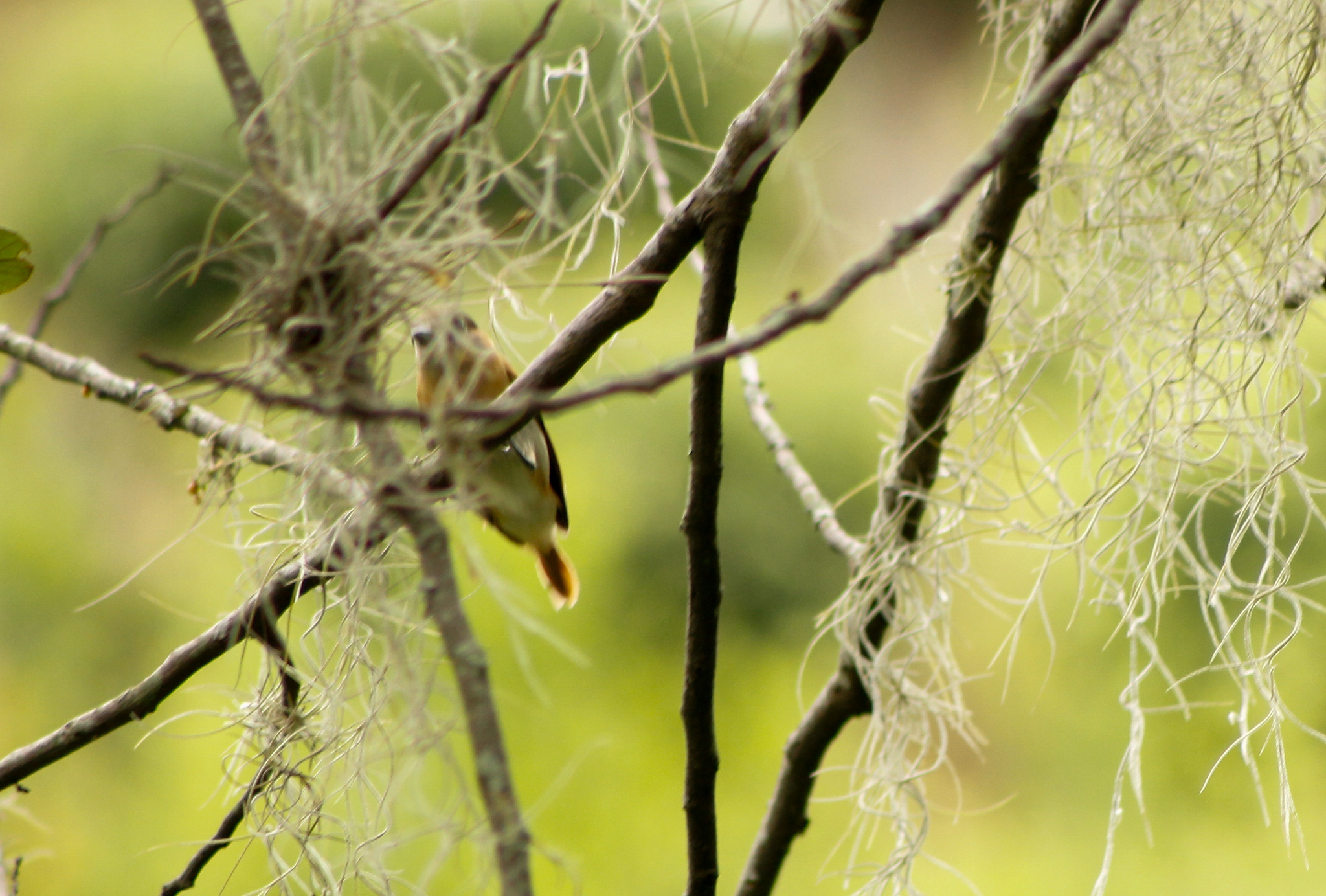Cinereous Becard (Pachyramphus rufus), photo 4