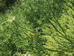 Centaurea solstitialis