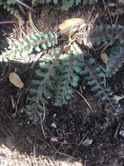 Pedicularis centranthera