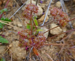 Chorizanthe staticoides