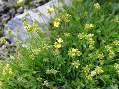 Draba sibirica