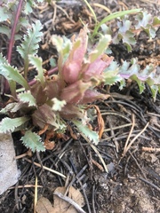 Pedicularis centranthera