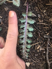 Pedicularis centranthera