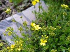 Draba sibirica