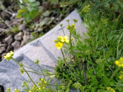 Draba sibirica