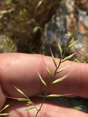 Festuca microstachys