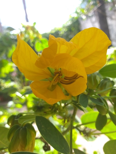 Senna pentagonia