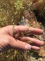 Festuca microstachys