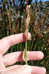 Elegia racemosa