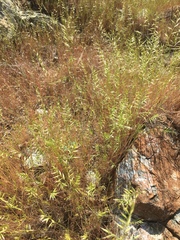 Festuca microstachys
