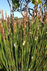 Elegia racemosa