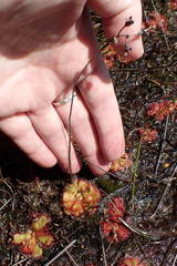 Drosera cuneifolia