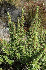 Cliffortia tridentata