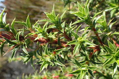 Cliffortia tridentata