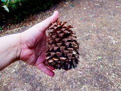 Pinus pseudostrobus apulcensis