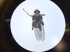 Pseudolynchia canariensis