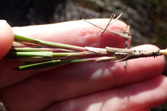 Ehrharta setacea setacea