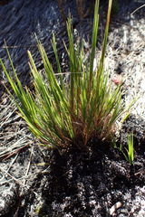 Ehrharta setacea setacea