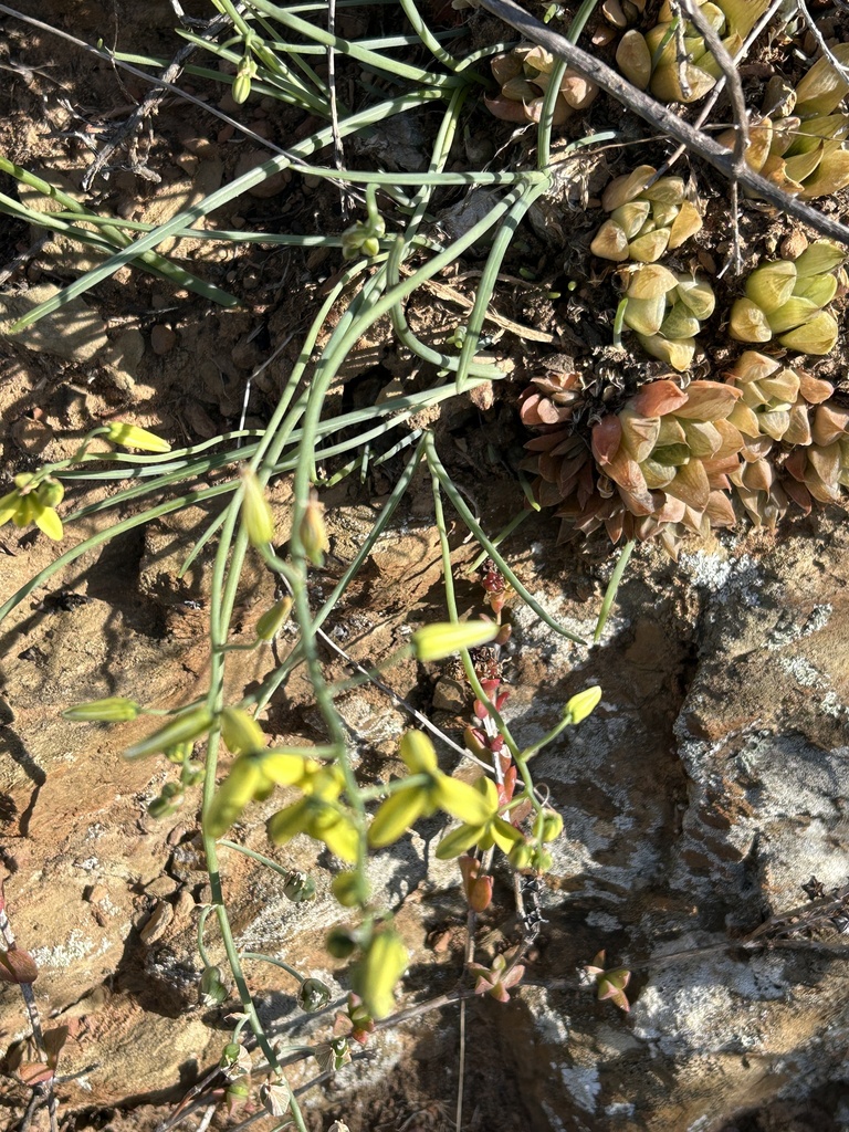 Albuca kirstenii, Hessequa Rural, Riversdale, WC, ZA