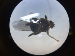 Pseudolynchia canariensis