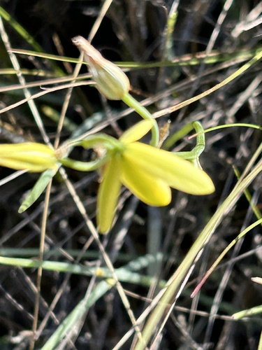 Albuca kirstenii