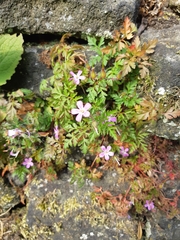 Geranium robertianum