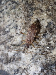 Ozophora occidentalis