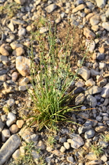 Asphodelus fistulosus