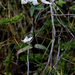 Gentianella tenuifolia - Photo (c) memopob, algunos derechos reservados (CC BY-NC), subido por memopob