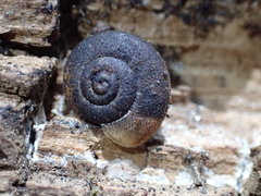 Helminthoglypta petricola