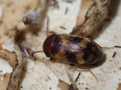 Mycetophagus californicus