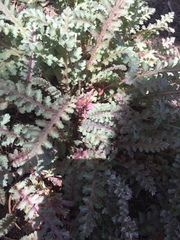 Pedicularis centranthera