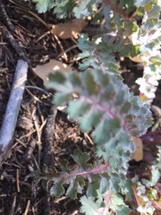 Pedicularis centranthera