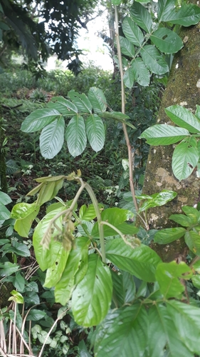 Inga edulis - Leaves