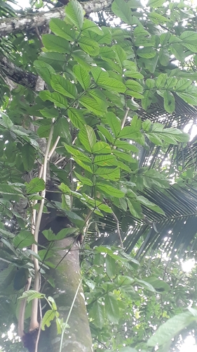 Inga edulis - Leaves