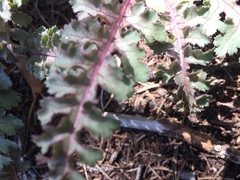 Pedicularis centranthera