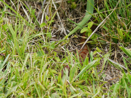 Lampropeltis rhombomaculata