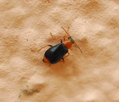Ebaeus