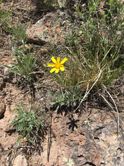 Tetraneuris argentea