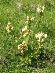 Pedicularis tuberosa