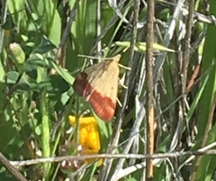 Pyrausta semirubralis