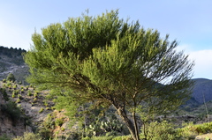 Vachellia farnesiana