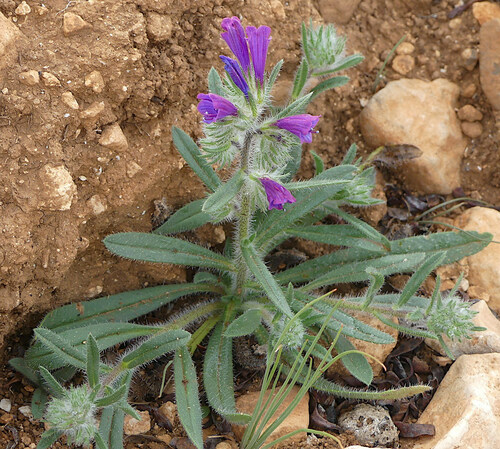Echium modestum