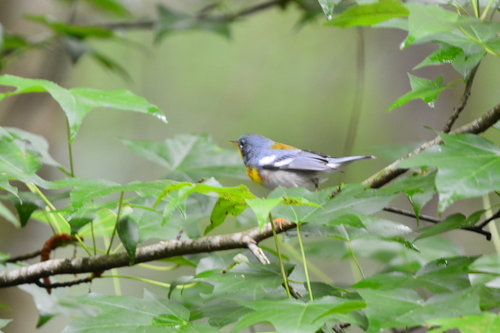 Setophaga americana