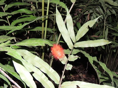 Megalopyge albicollis