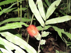 Megalopyge albicollis