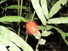 Megalopyge albicollis
