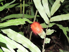 Megalopyge albicollis