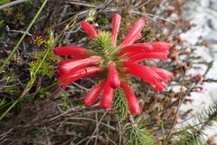 Erica abietina