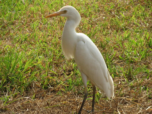 Western Cattle-Egret